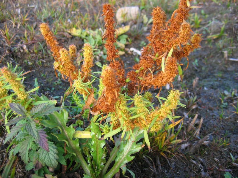 File:Rumex maritimus001.jpg