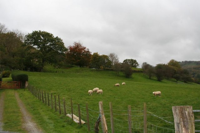 File:Sheep in the pasture - geograph.org.uk - 1027494.jpg