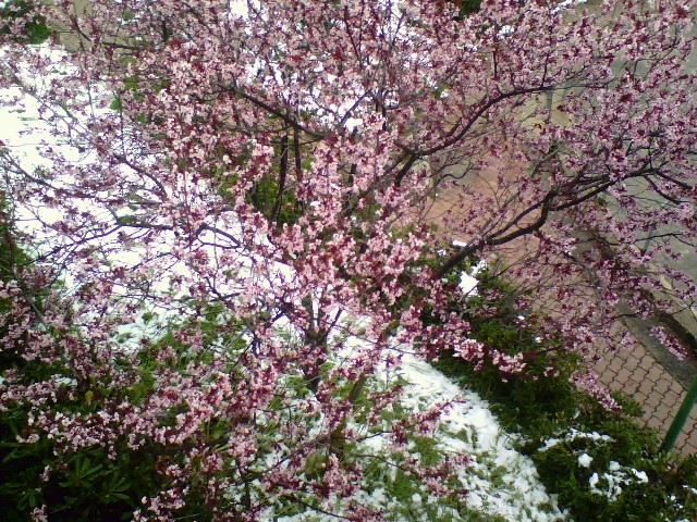 File:Snow and flowers.jpg