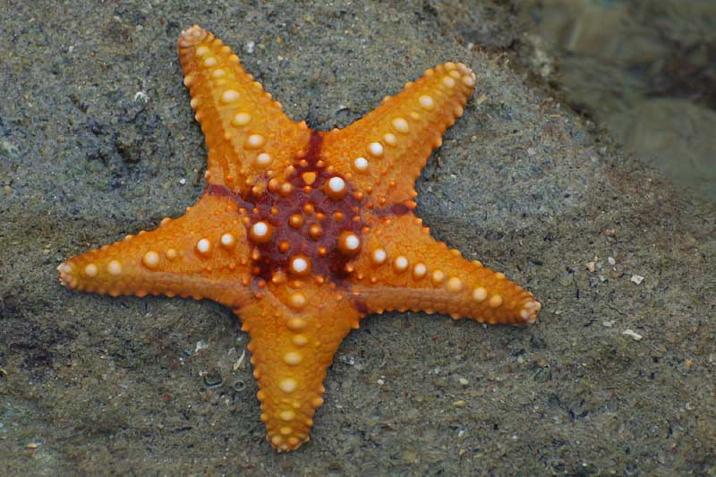 File:Starfish 02 (paulshaffner).jpg