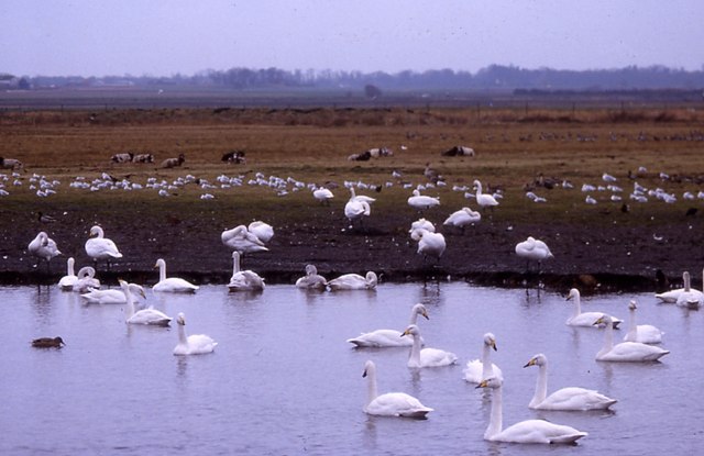 Swans on the Mere - geograph.org.uk - 561539