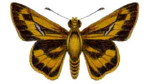 Telicota eurychlora (ento-csiro-au).jpg