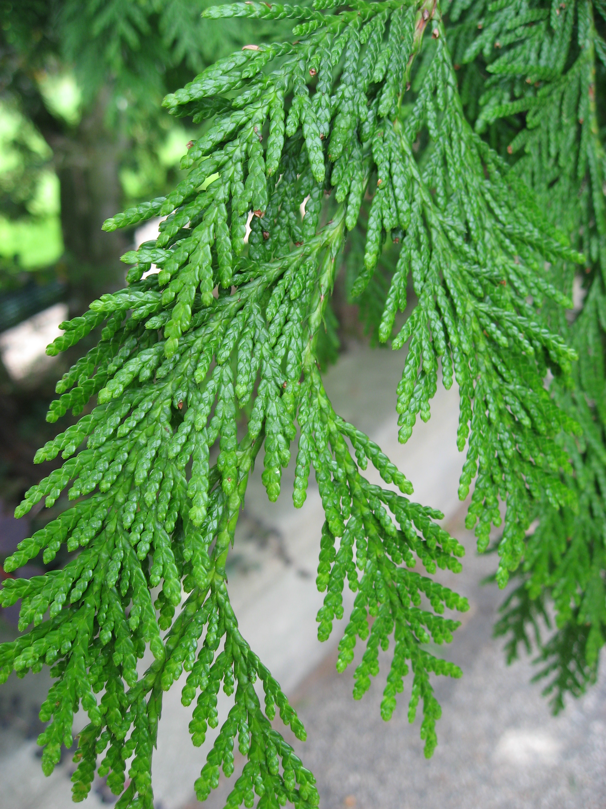 Thuja plicata dura