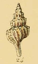 <i>Trophonopsis barvicensis</i> Species of gastropod