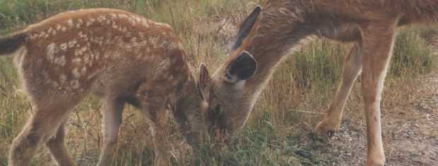 Two deer at Hurricane Ridge in Olympic National Park in Washington state.