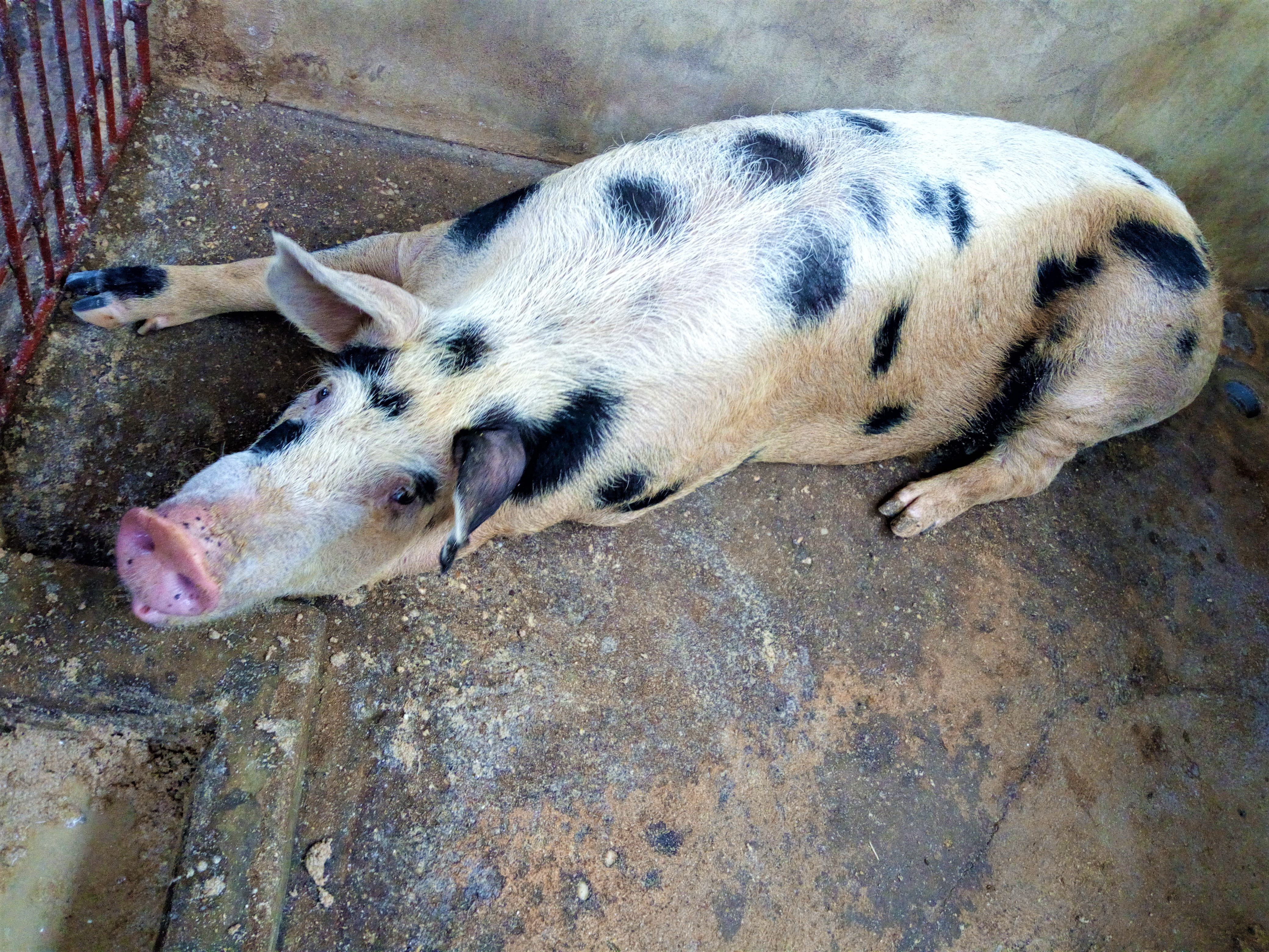 Bijwonen Van toepassing zijn onbetaald File:Une truie (femelle du cochon) de race métis de couleur blanche  tachetée dans un enclos sur une ferme à Porto-Nono au Bénin.jpg - Wikimedia  Commons