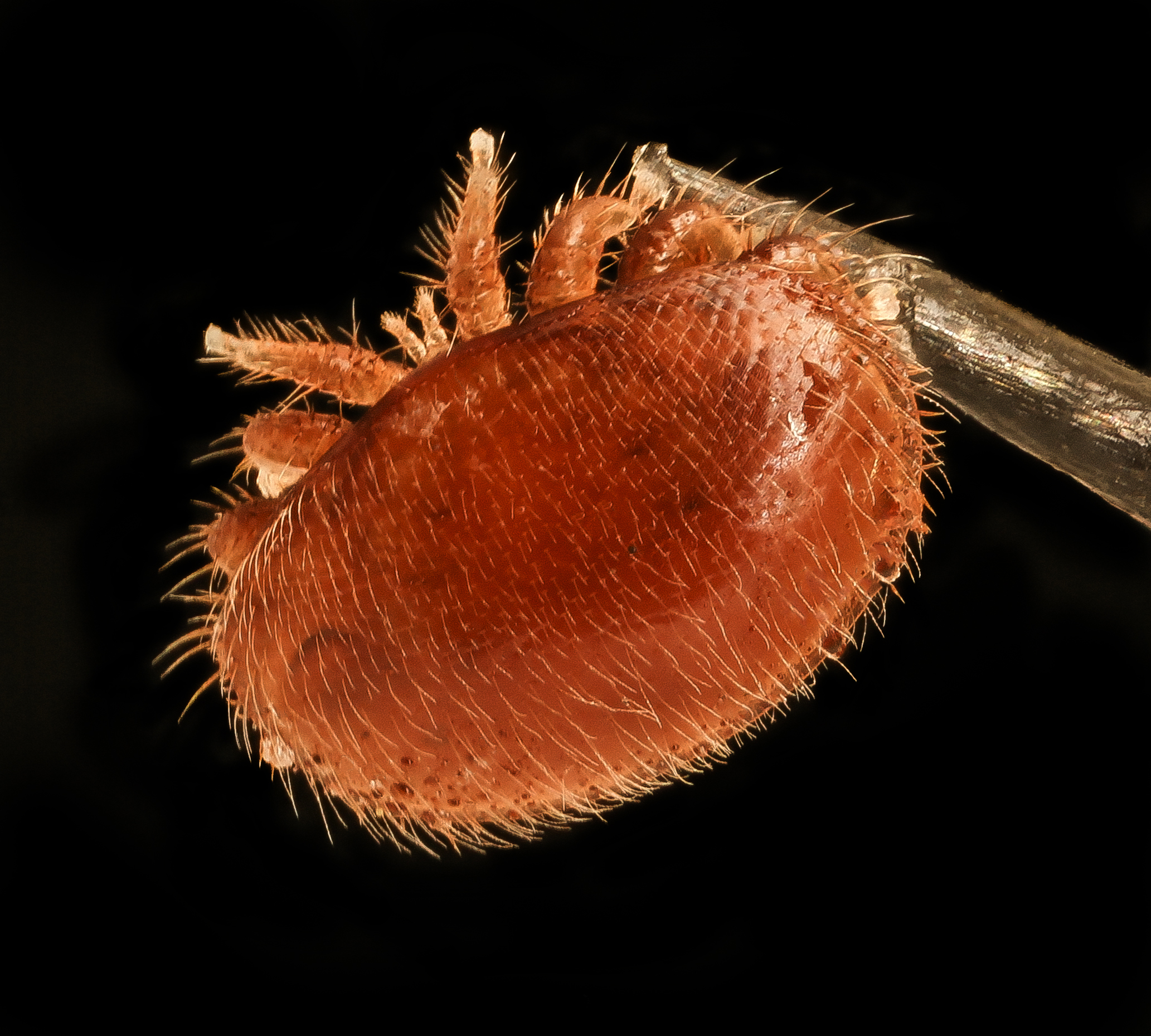 Varroa destructor - Wikipedia