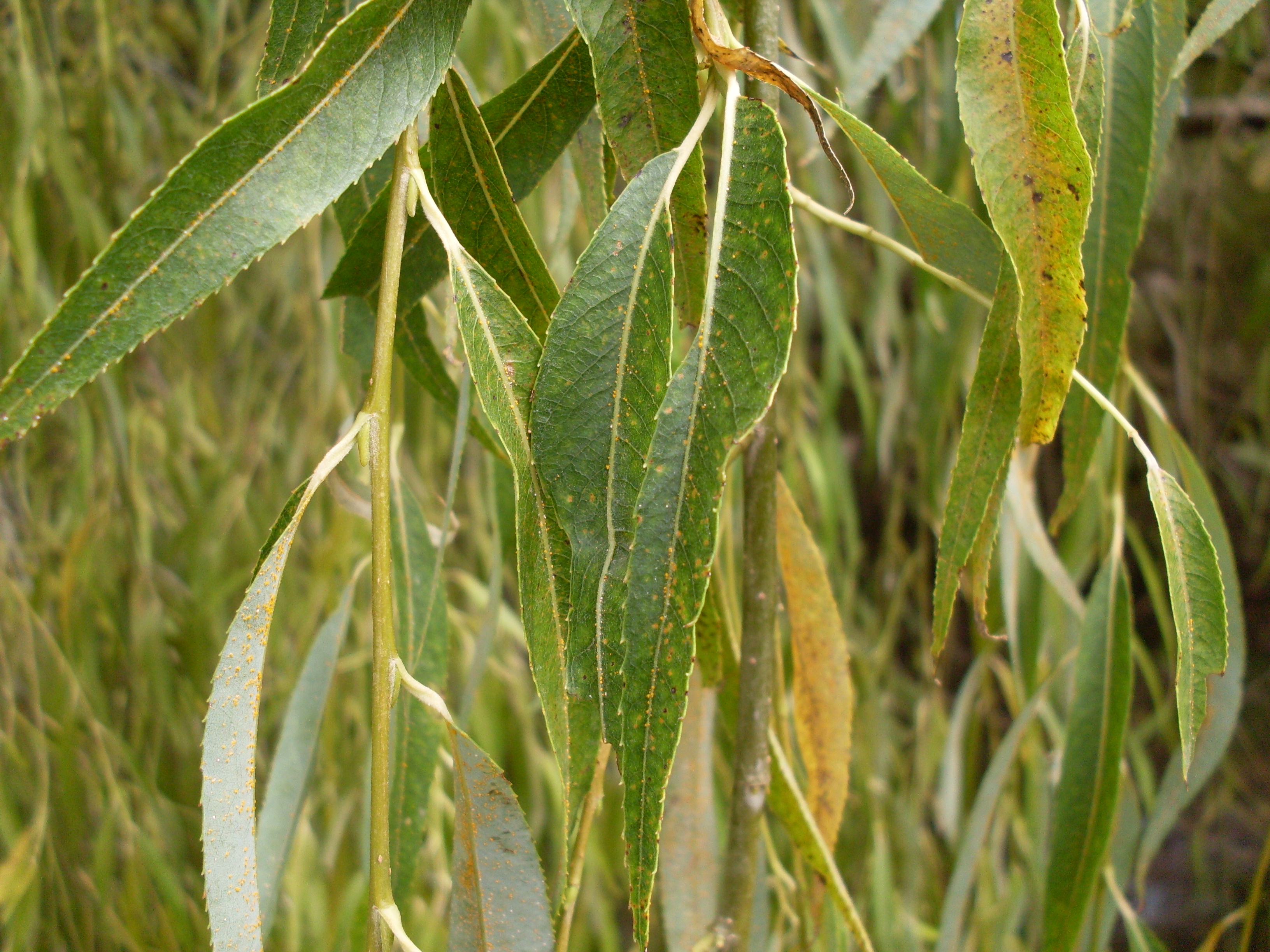 Лист ивы. Ива Вавилонская (Salix babylonica). Плакучая Ива листья. Плакучая Ива дерево листья. Ива длиннолистная.