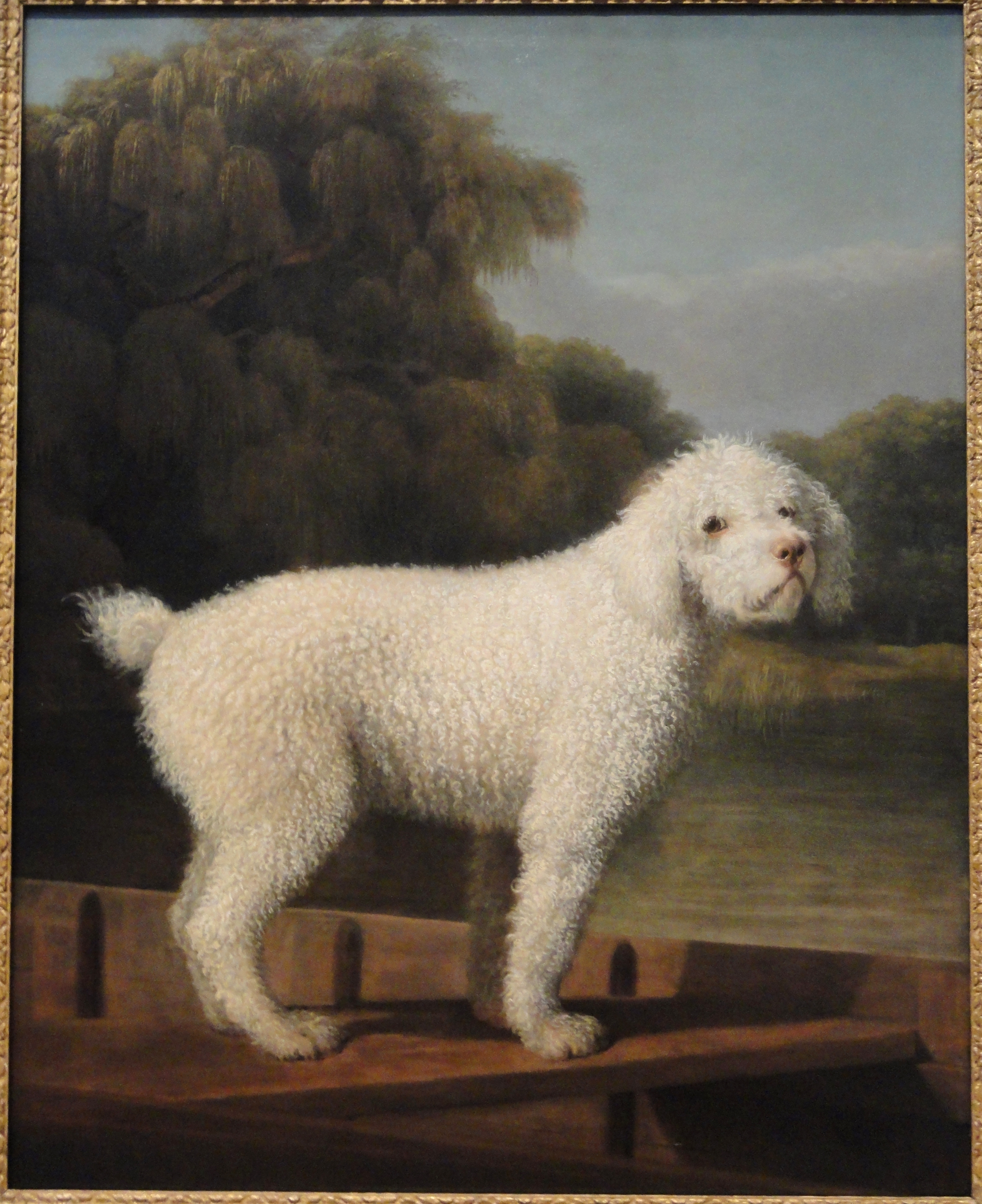pictures of white poodles