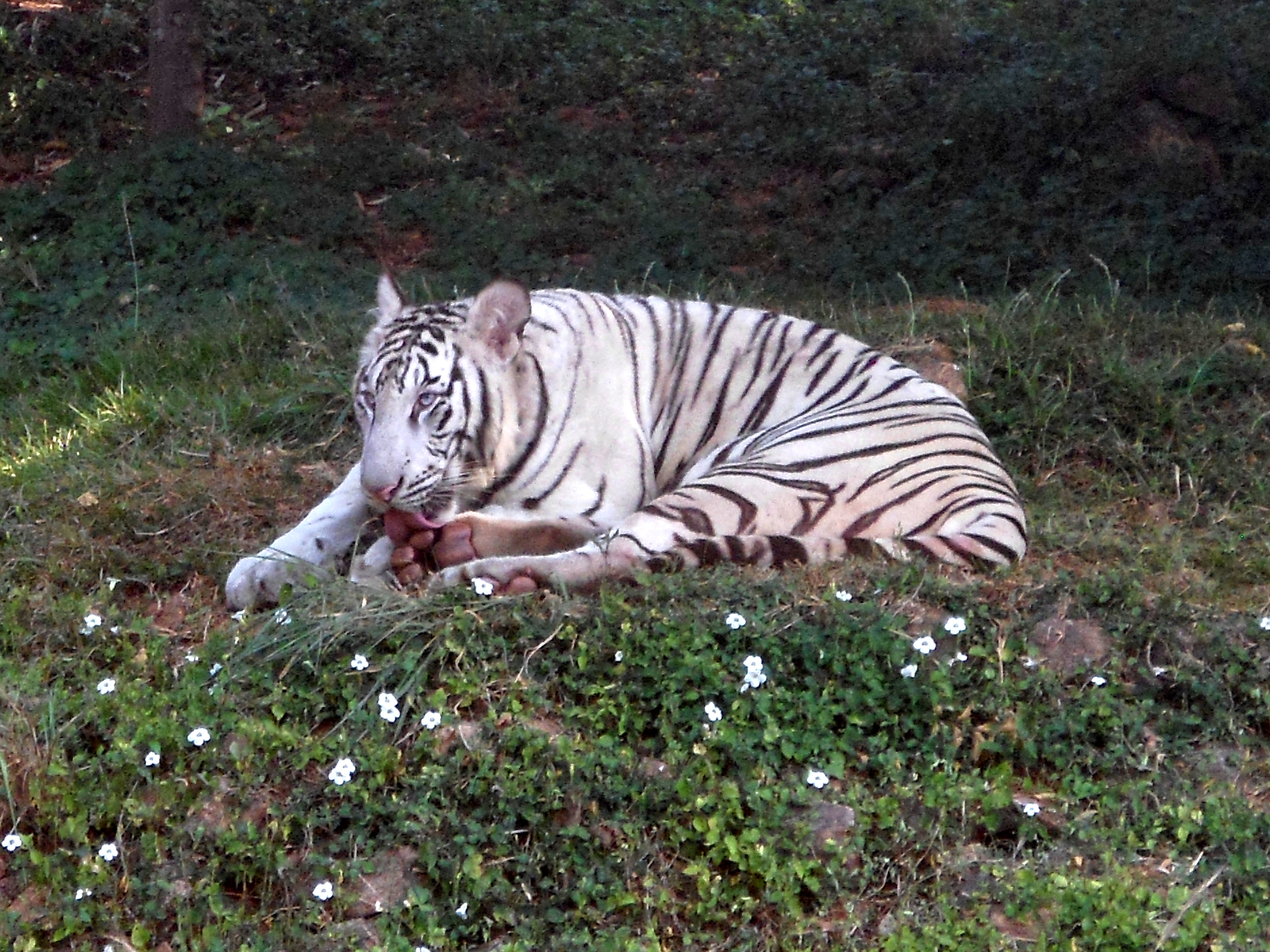 White tiger - Wikipedia