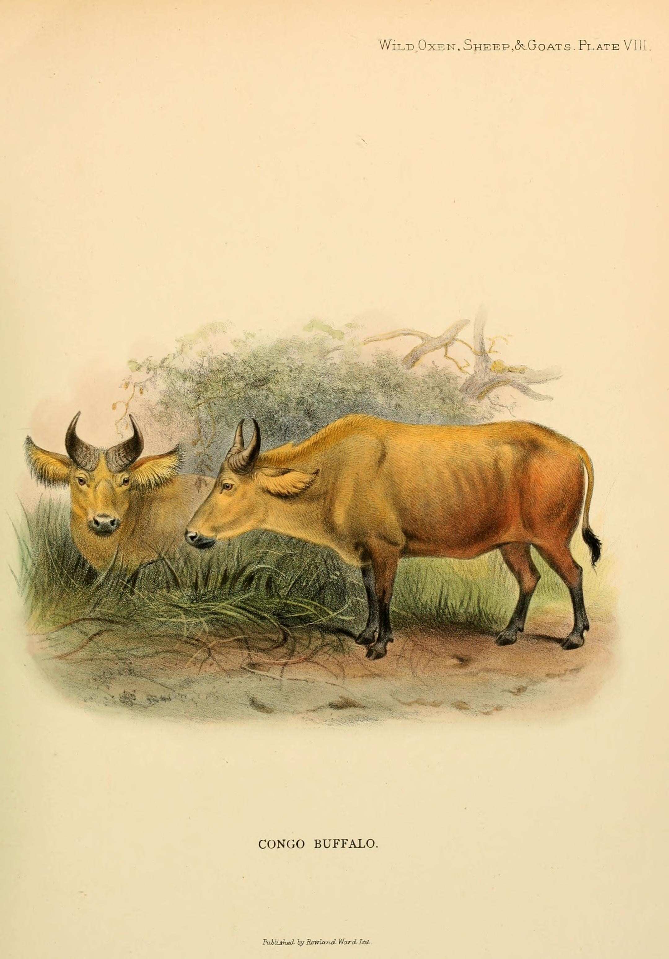 File:Wild oxen, sheep and goats of all lands, living and extinct ...