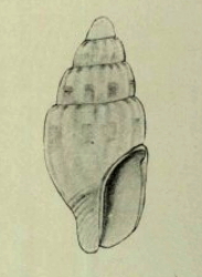 <i>Zafra fuscolineata</i> Species of gastropod