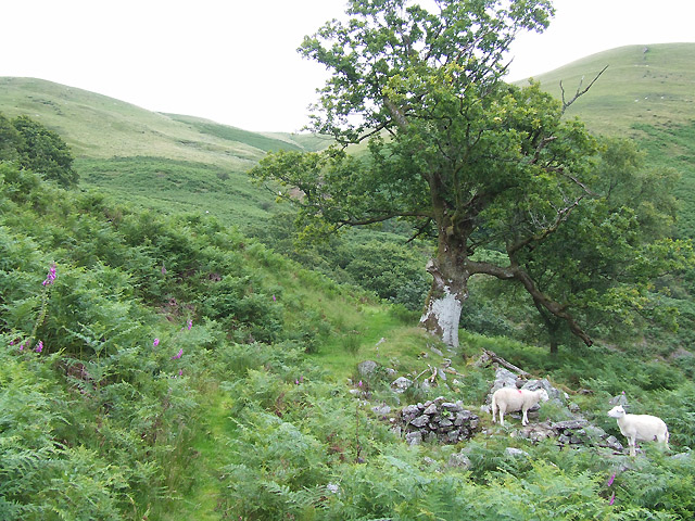 File:"Ah^ There you are" Lonely sheep no longer lonely^ - geograph.org.uk - 511314.jpg