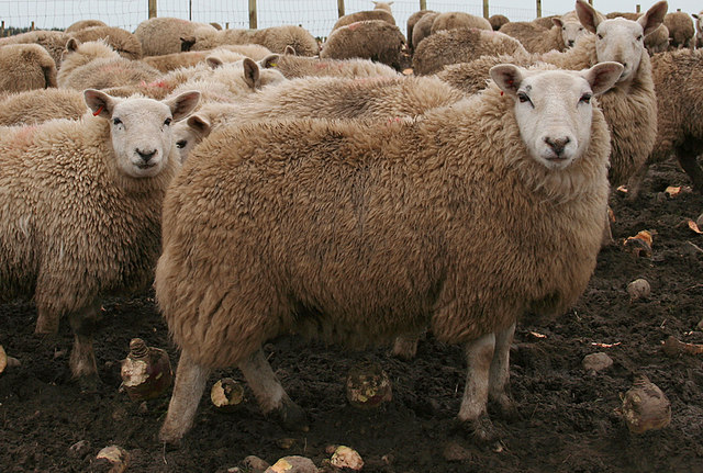 File:"As happy as a sheep in neeps" - geograph.org.uk - 353757.jpg