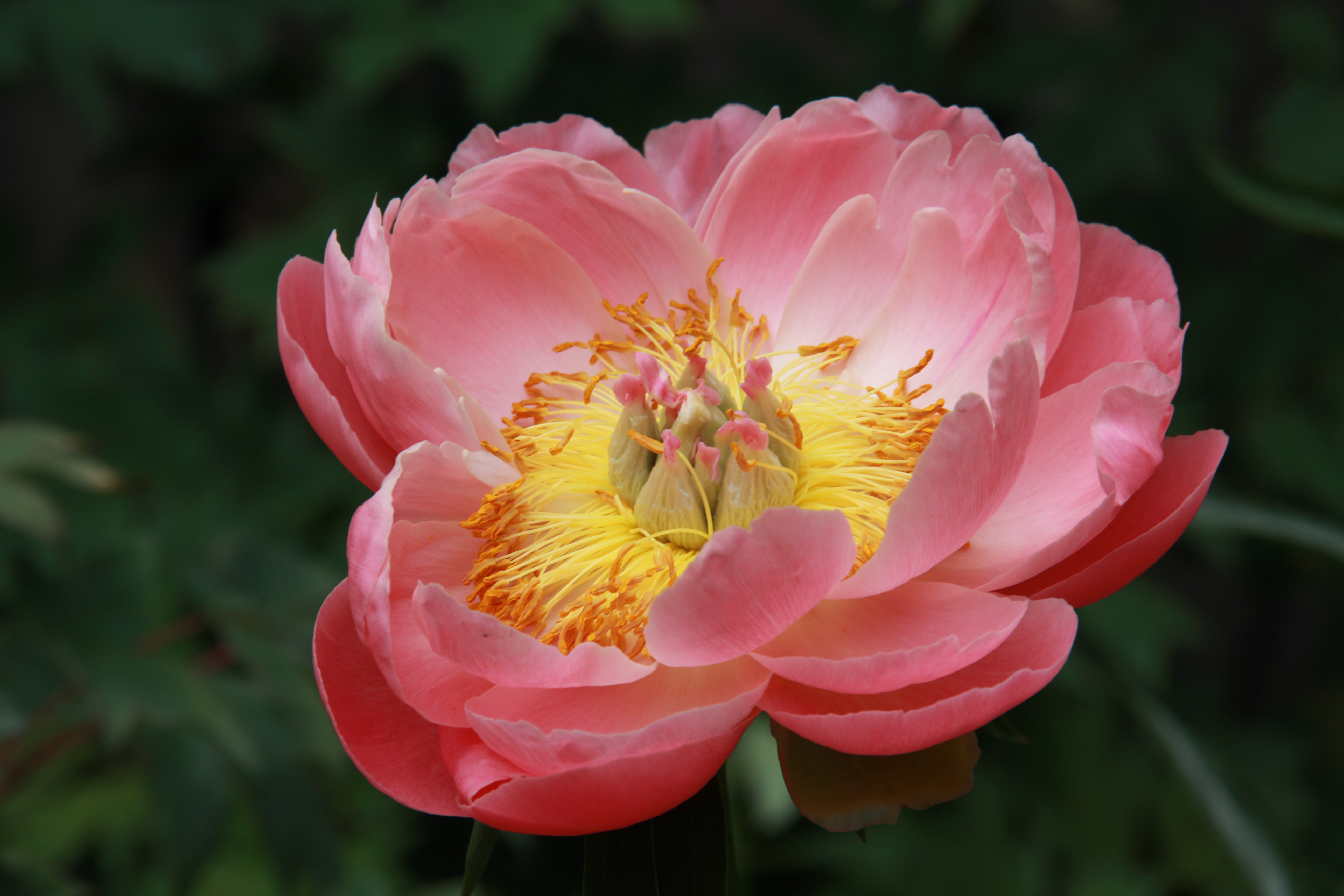 Пион Paeonia lactiflora 