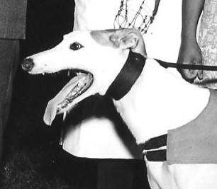 <span class="mw-page-title-main">Laurels (English greyhound race)</span> British greyhound racing competition