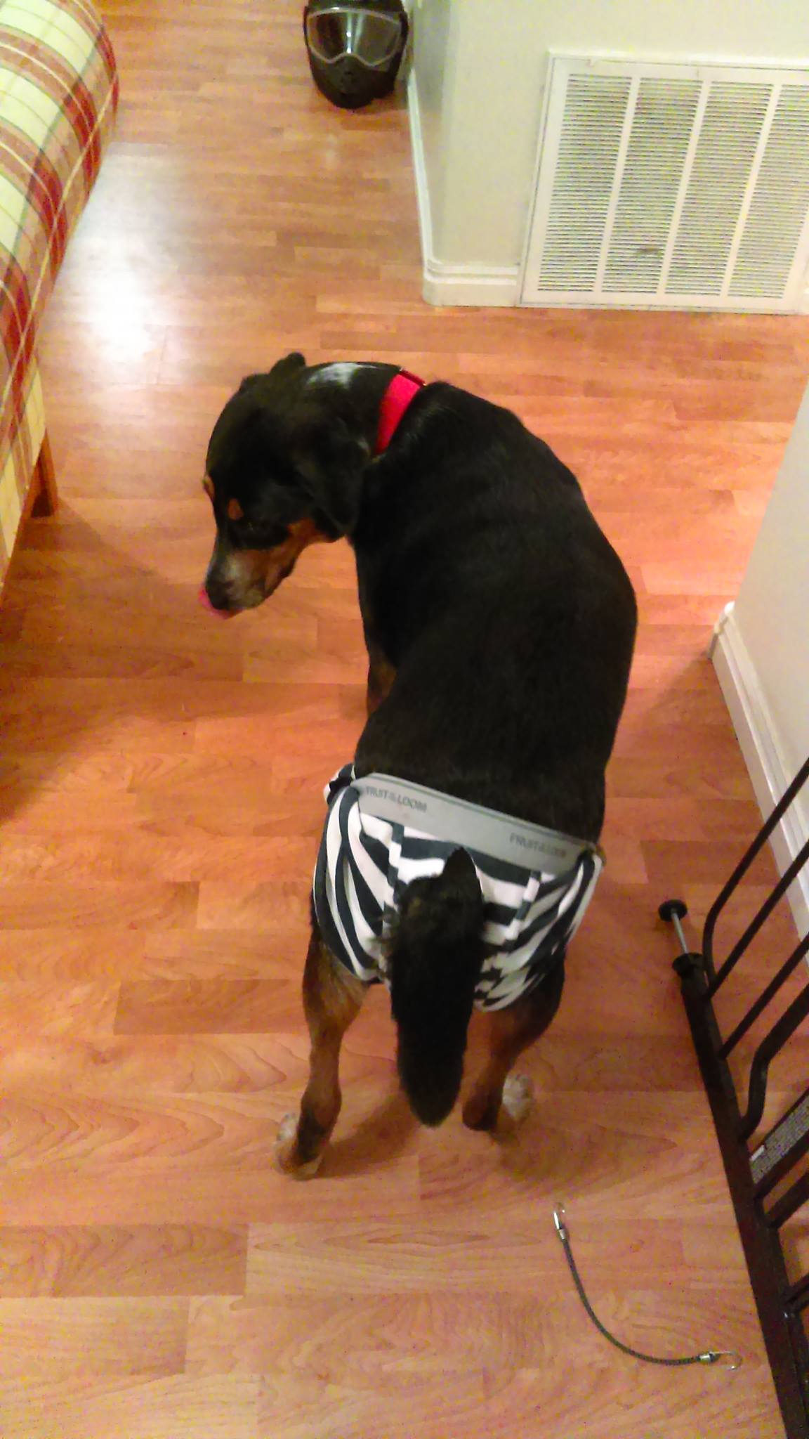 https://upload.wikimedia.org/wikipedia/commons/2/2c/A_dog_in_underwear.jpg