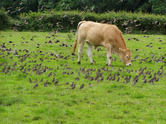 Ficheiro:A field at Aghagallon - geograph.org.uk - 488583.jpg