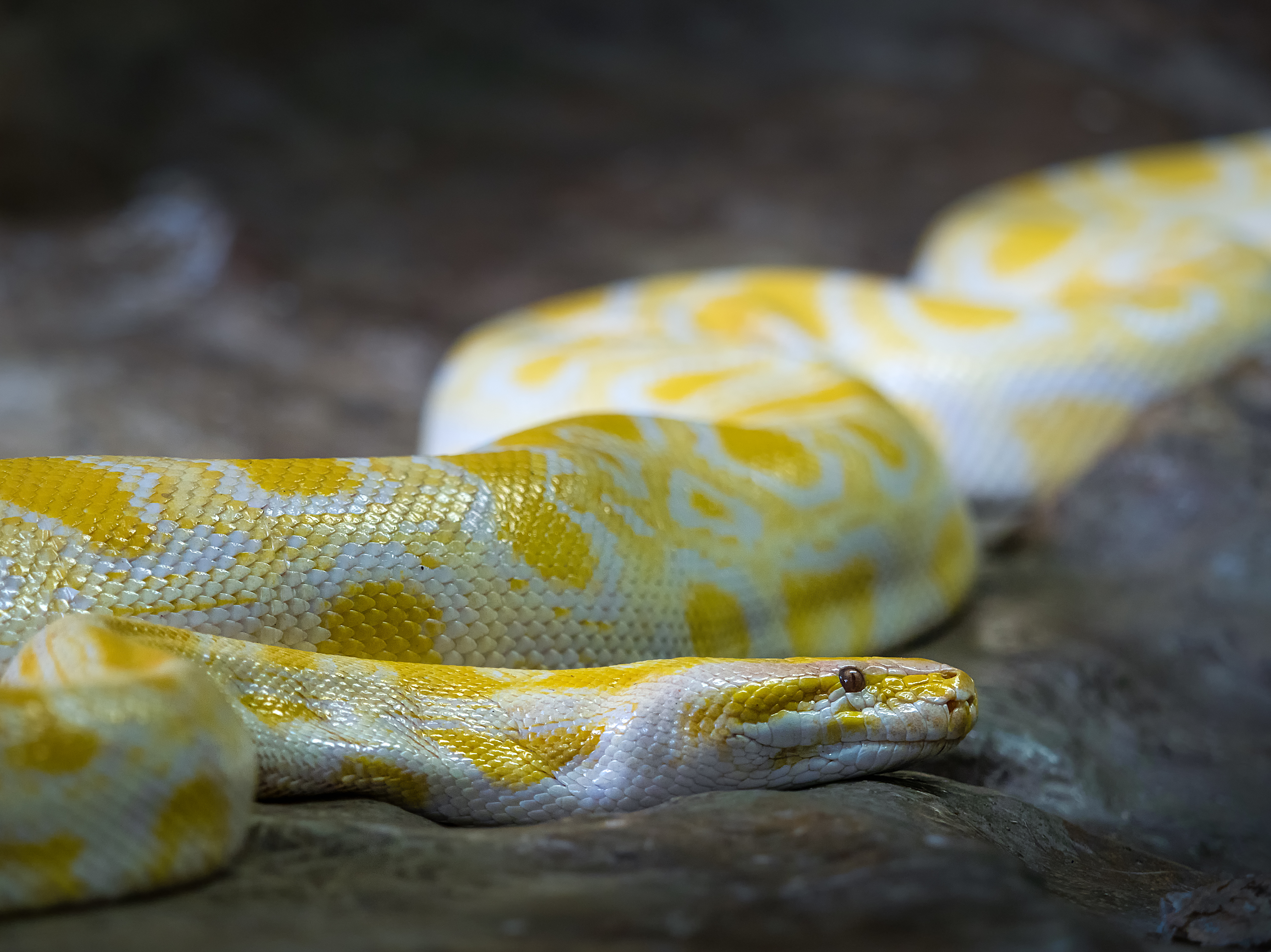 Burmese python - Wikipedia
