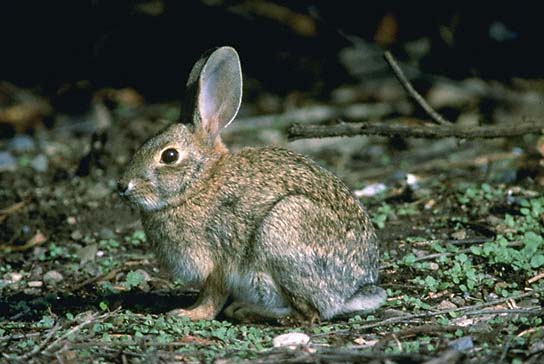 American Rabbit