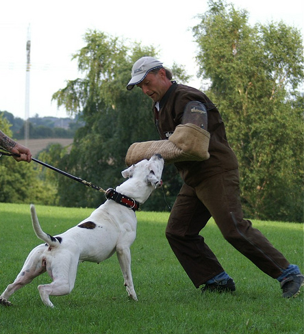 File:Amerikansk bulldog blocky bulldogs kennel skydd.jpg