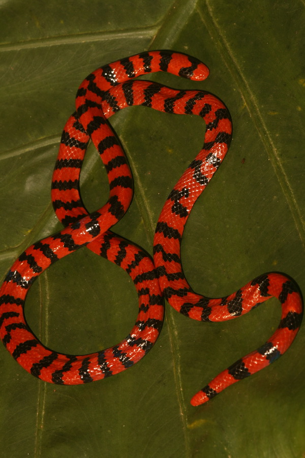 Pipe snake, Burrowing, Venomous, Non-Venomous