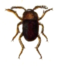 Cholevini Tribe of beetles