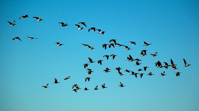 File:Barnacle Geese Over Islay - geograph.org.uk - 1163306.jpg