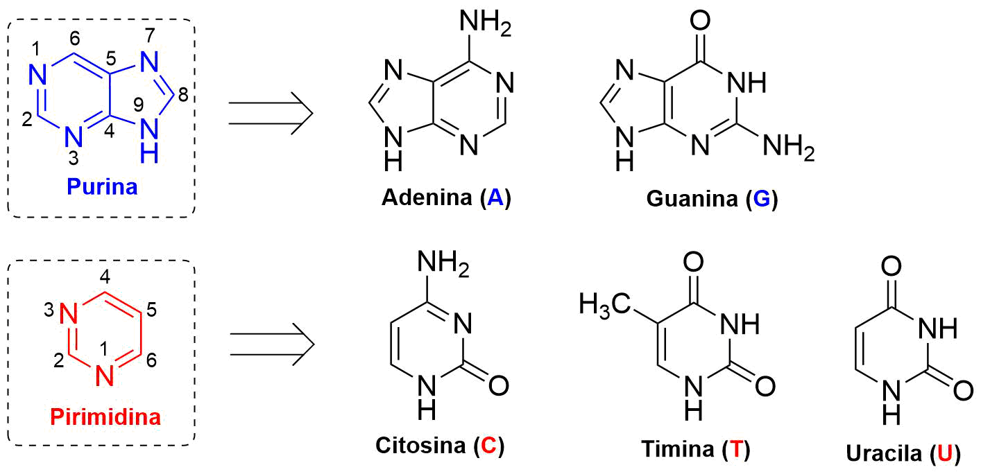 File:Bases nitrogenadas.png - Wikimedia Commons