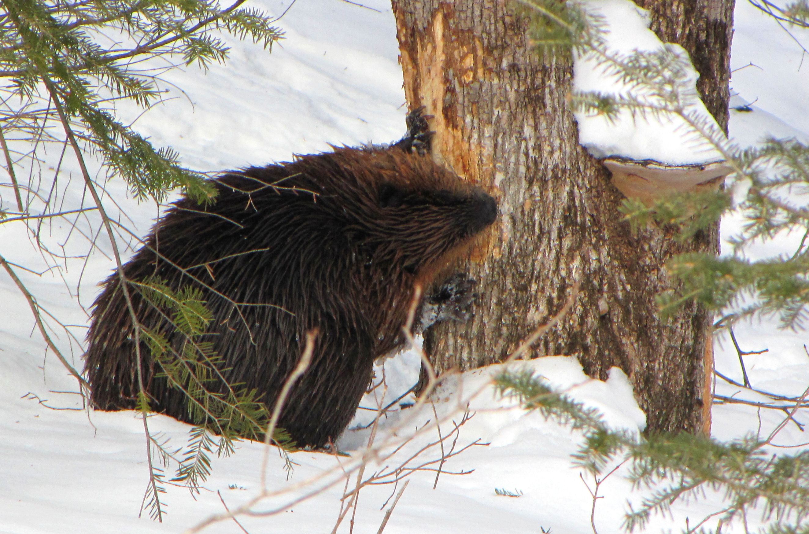 Бобры едят дерево. Канадский Бобр (Castor canadensis). Бобры зимой. Бобер зимой. Бобры в лесу.