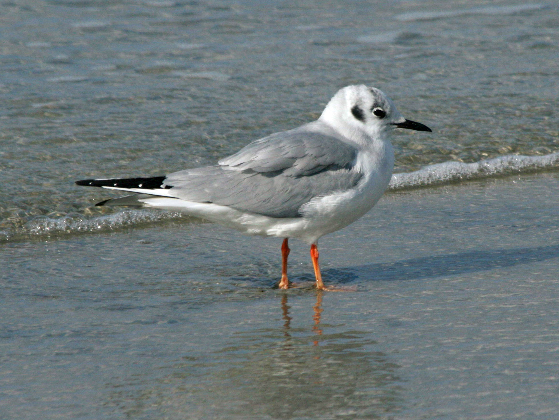 Bonaparte's Gull (Chroicocephalus philadelphia) RWD.jpg