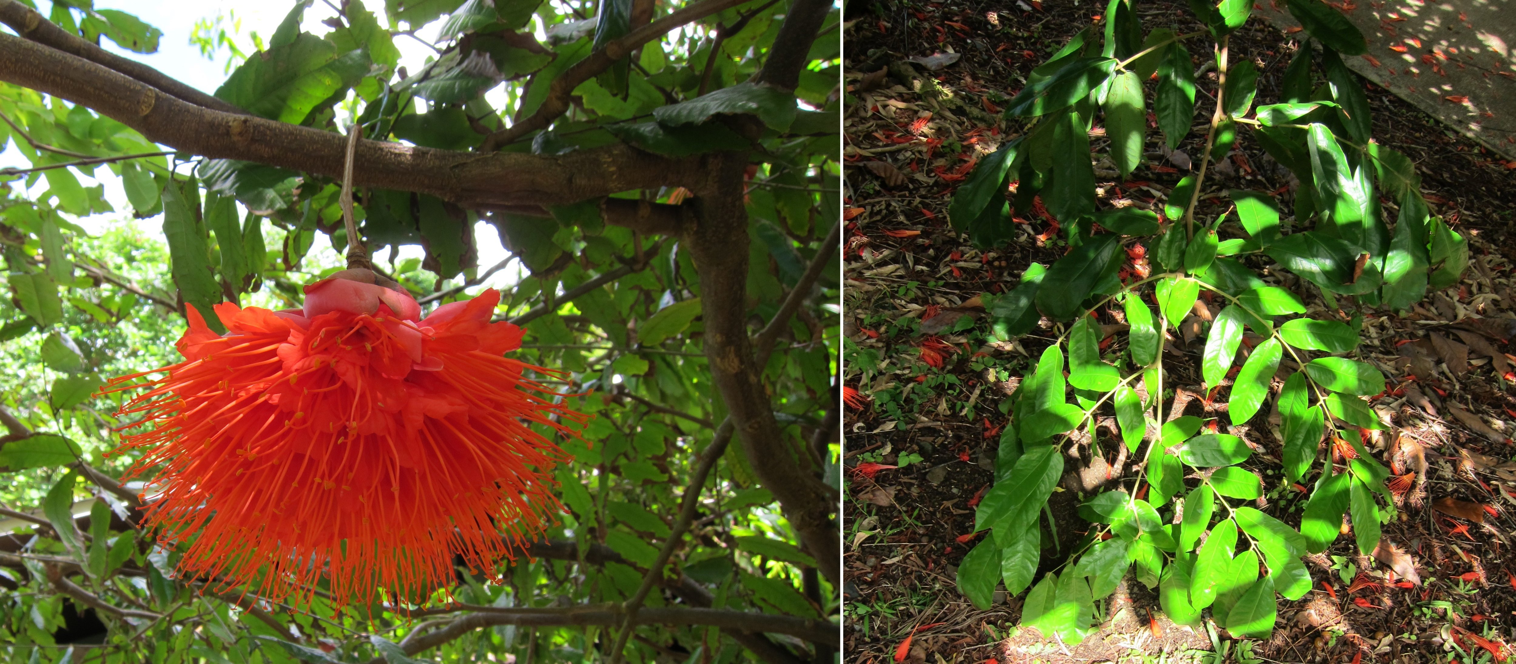 Datei Brownea Macrophylla Panama Flame Tree Ho Omaluha