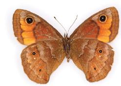 <i>Calisto arcas</i> Species of butterfly