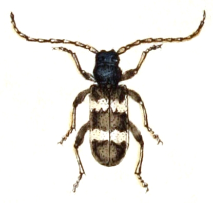 File:Callidium.undatum.-.calwer.36.08.jpg