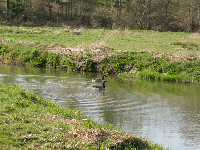 File:Canada Geese heading east along the River Adur - geograph.org.uk - 1220785.jpg