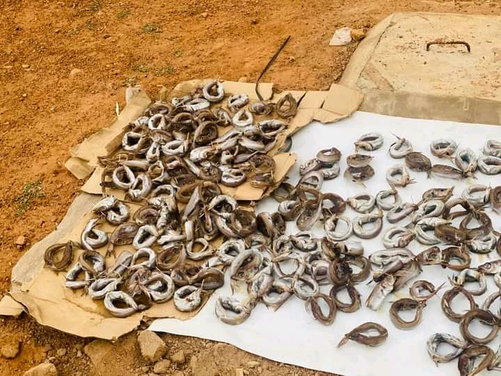 File:Coiled fresh panla fishes.jpg