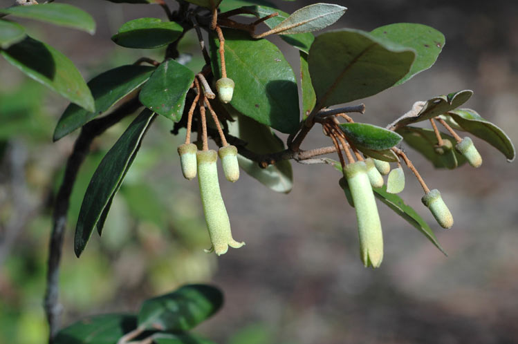 File:Correa lawrenceana var. glandulifera.jpg