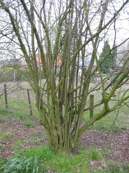 File:Corylus avellana Hazelnoot struik.jpg