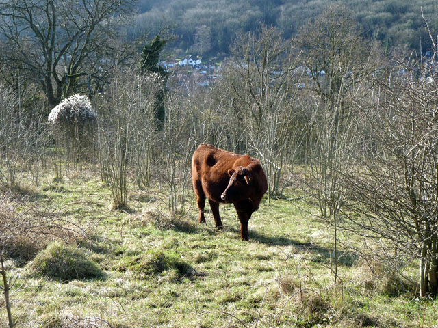 Cow grazing, Riddlesdown - geograph.org.uk - 2252543