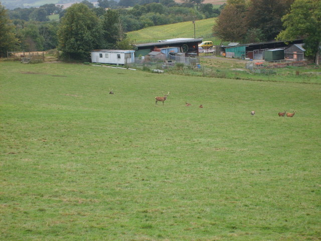 File:Deer Field - geograph.org.uk - 566970.jpg