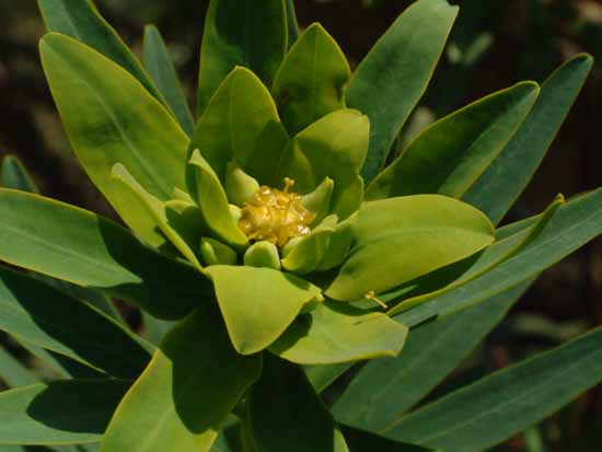 File:Euforbia dendroides03.jpg