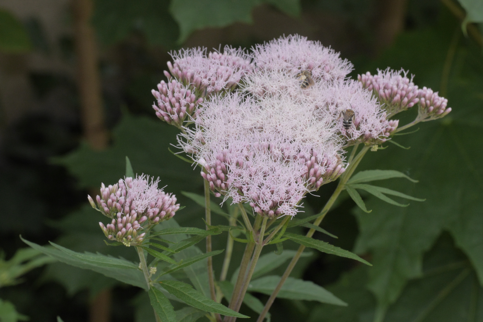 Eupatorium cannabinum