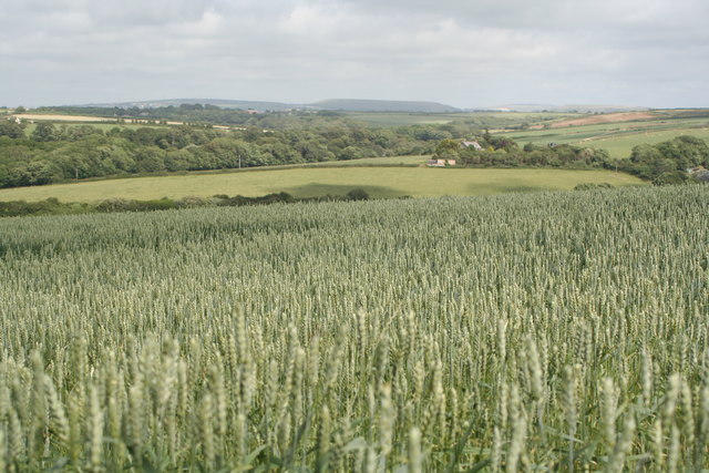 File:Field of wheat near Polgreen Vean - geograph.org.uk - 1390442.jpg