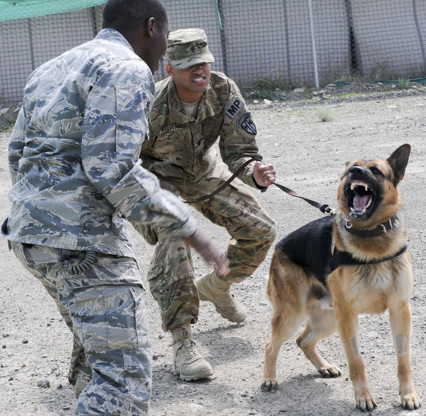 Army k9 deals