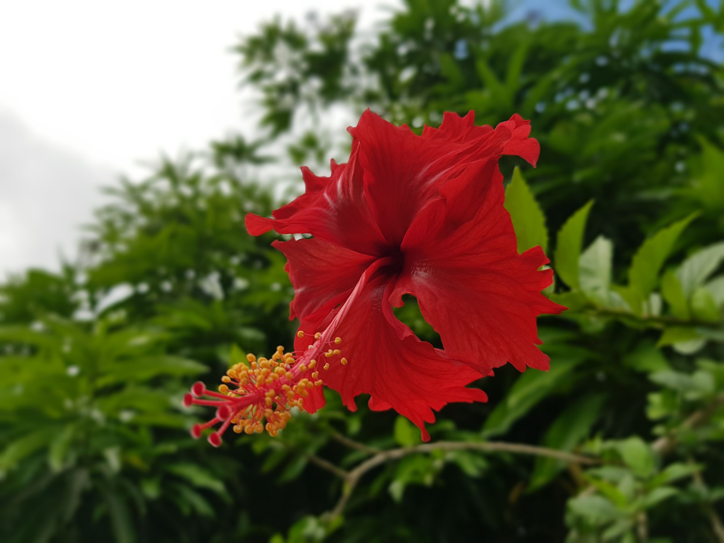 File:Flor Tropical.jpg - Wikimedia Commons