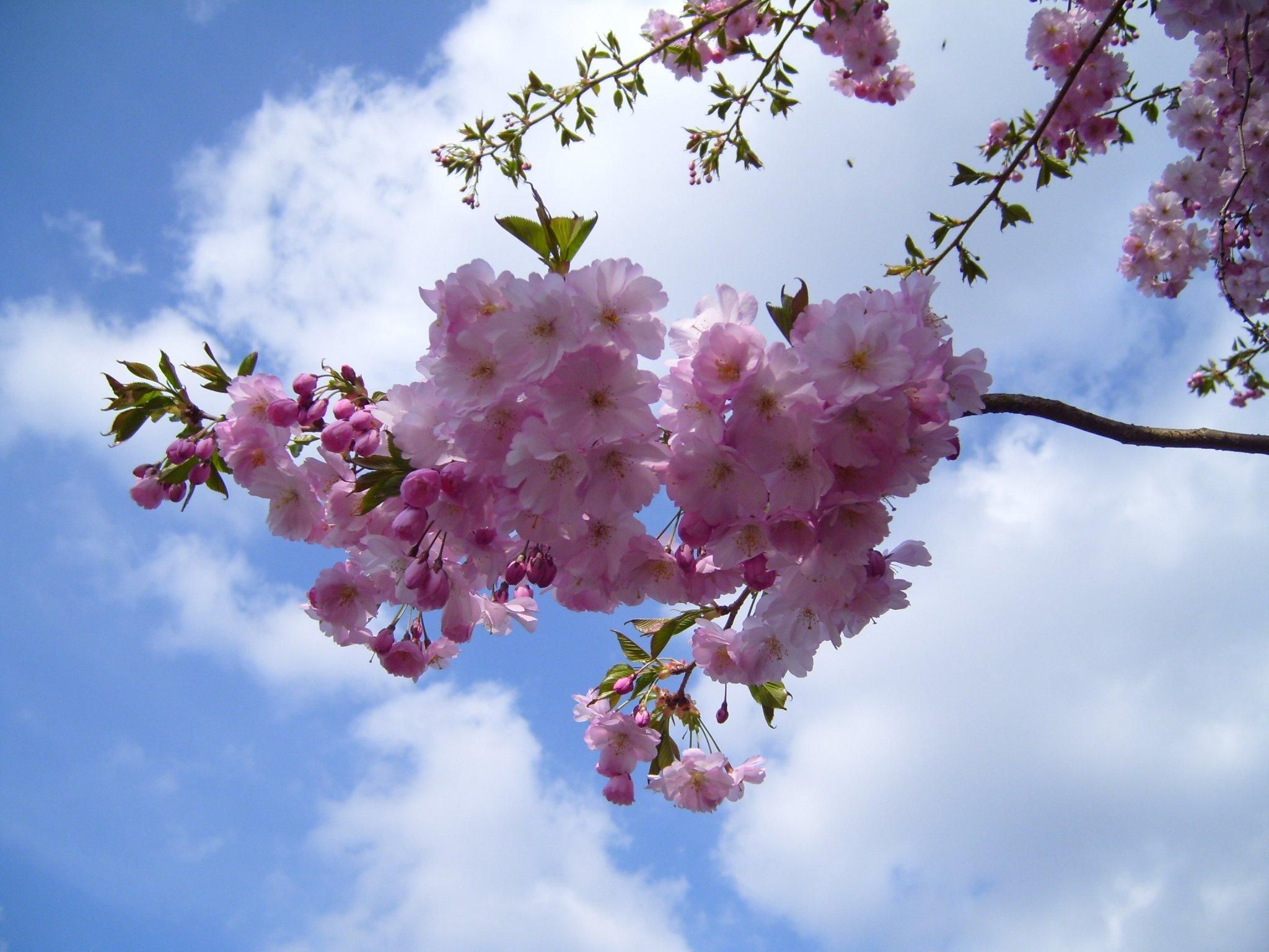 File Flowering Cherry Bloom Jpg Wikimedia Commons