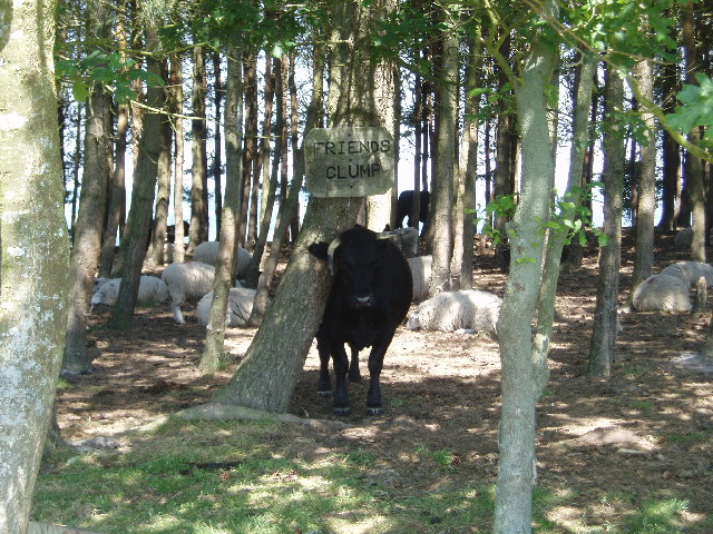 File:Friend's Clump of Scots Pines - geograph.org.uk - 20978.jpg