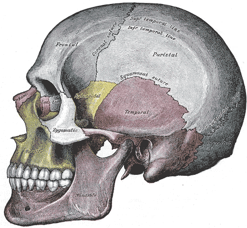 os sphenoidale (geel in het midden van de schedel)