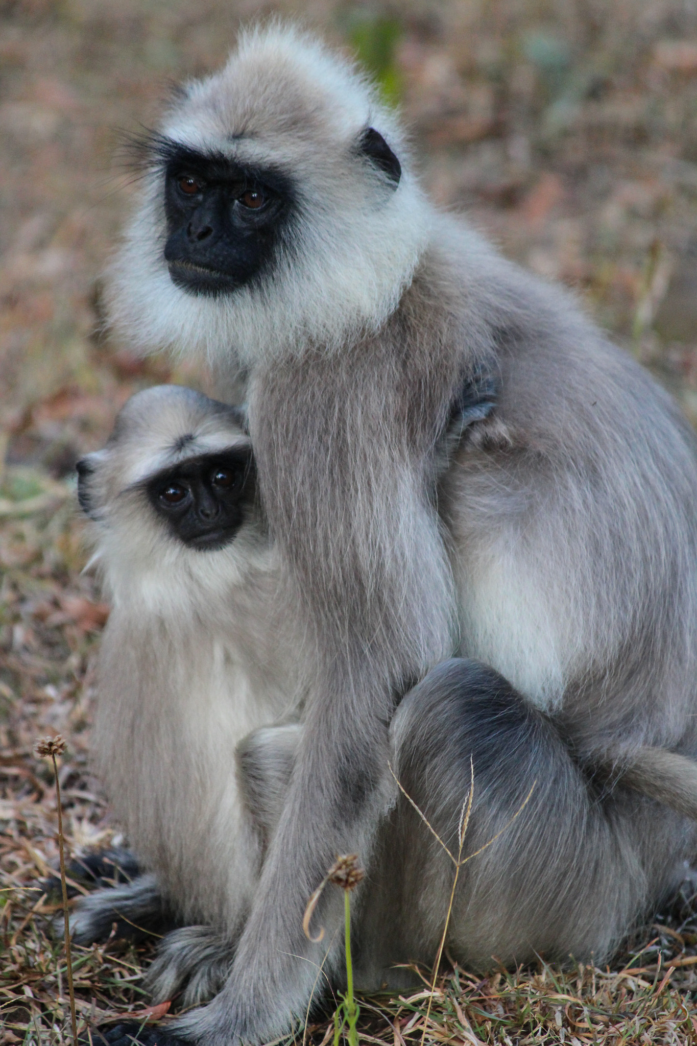 gray langur baby