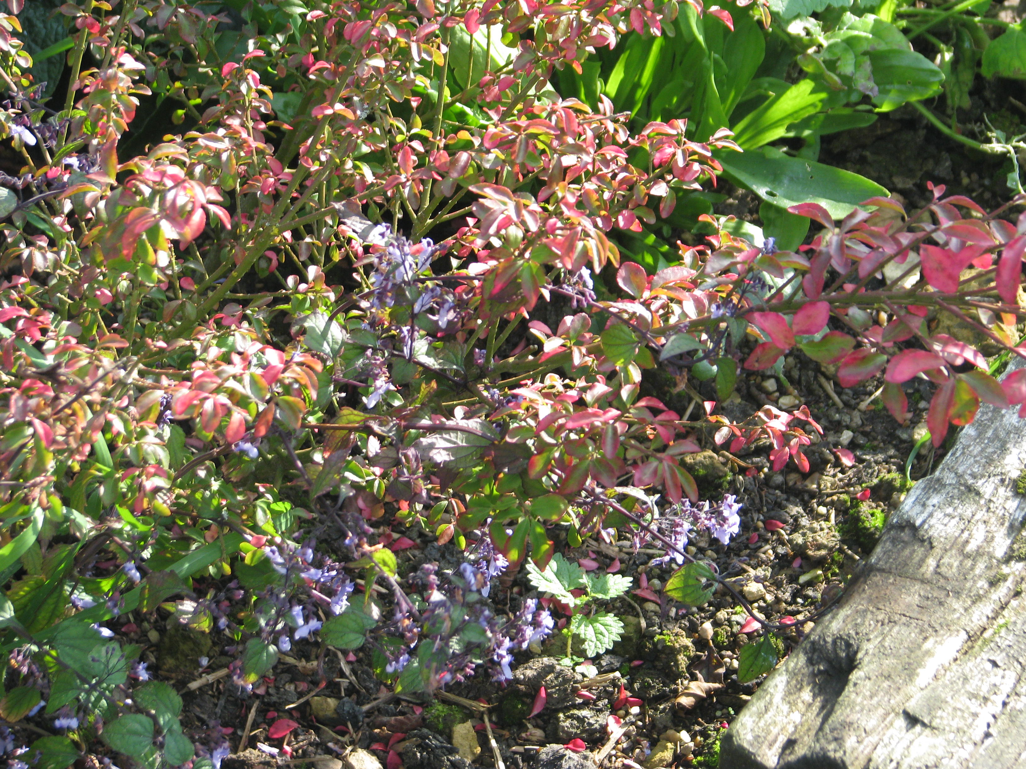 Isodon rubescens and Euonymus sp (22084051882).jpg